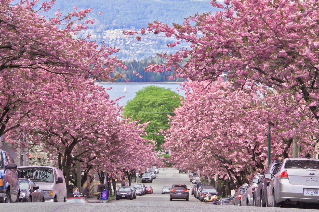 目的地风光 · 樱花大道